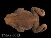 藏品(盤古蟾蜍)的圖片